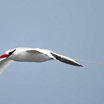 Red-billed Tropicbird